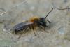 Andrena fulva